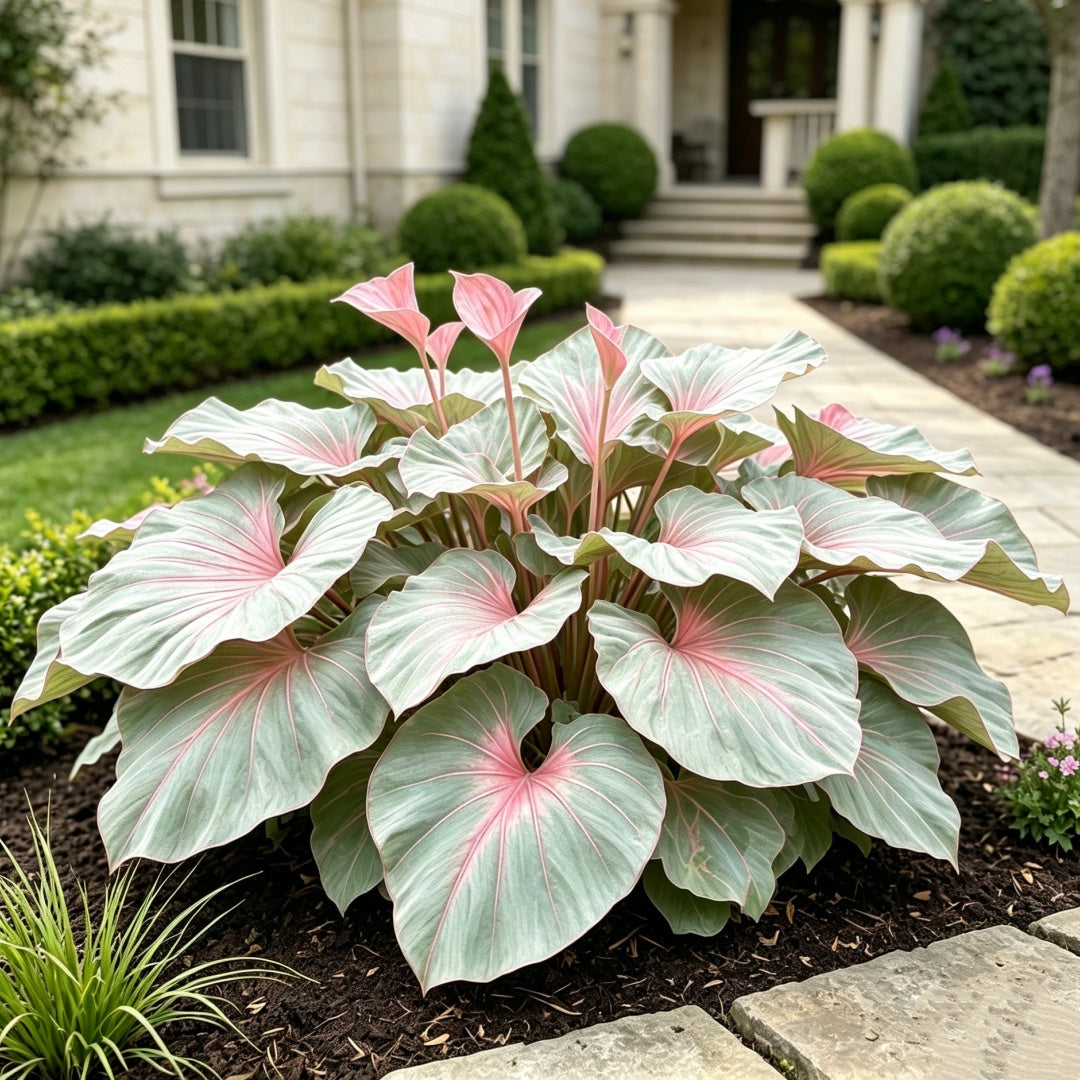 🌿Garden Favorite Hosta Bulbs – Lush Foliage, Shade-Loving Perennial Garden Plants🪴