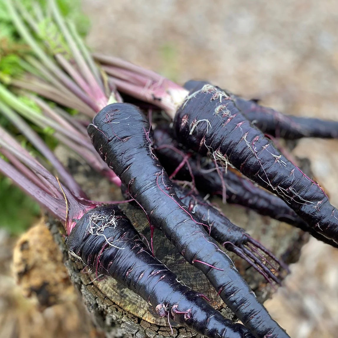 Black Nebula Carrot