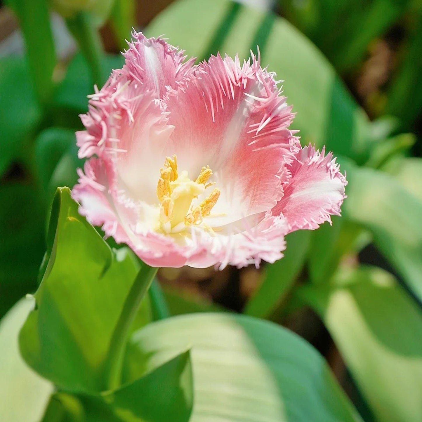 Frill Tulip seeds