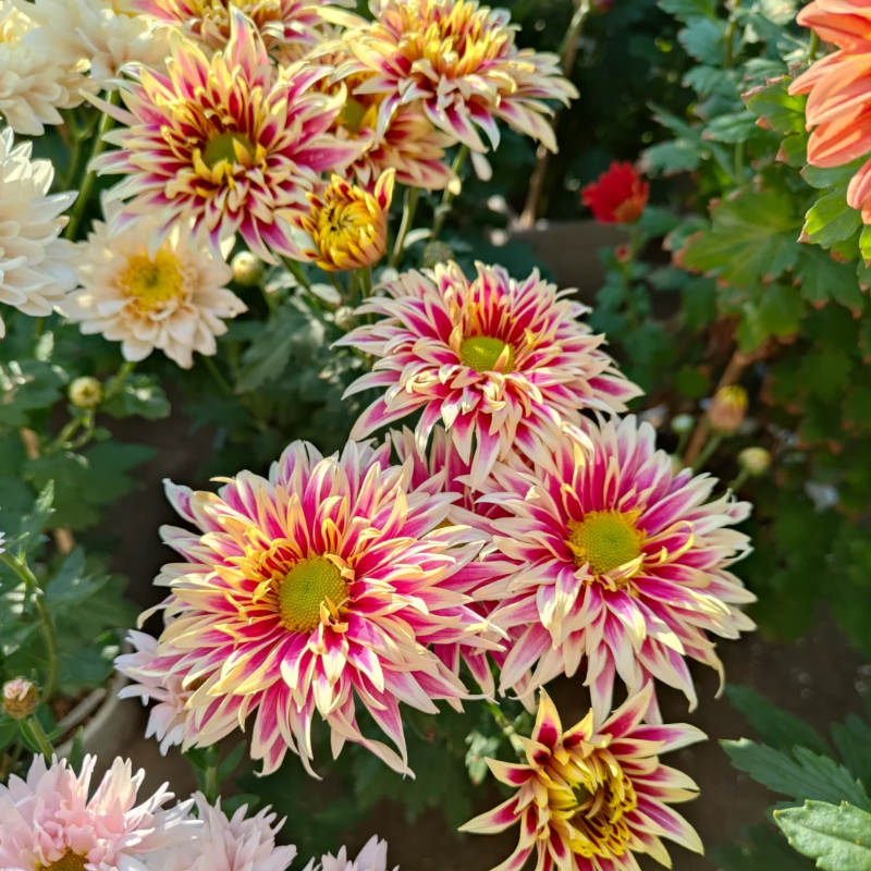 Rare Treasure Chrysanthemum Seeds