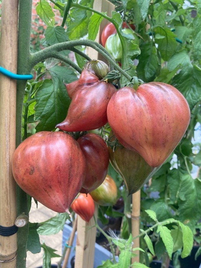 Crushed Heart Tomato Seeds Organic Heirloom Tomatoes