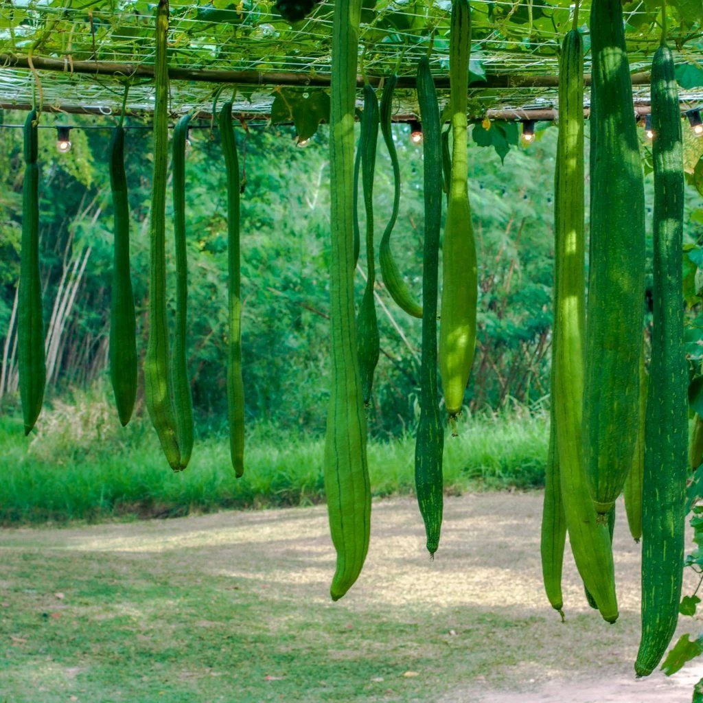 Long Sponge Gourd Seeds