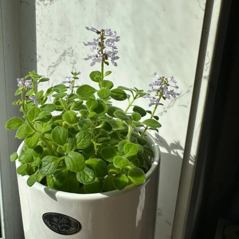 Patchouli seeds, Magical plant that smells good when touched