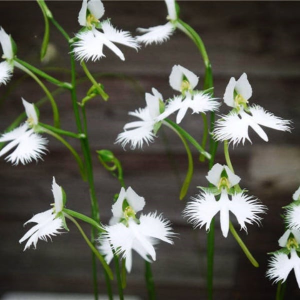 📧 Egret Orchid Seeds-Rarity / Elegance / Good Luck