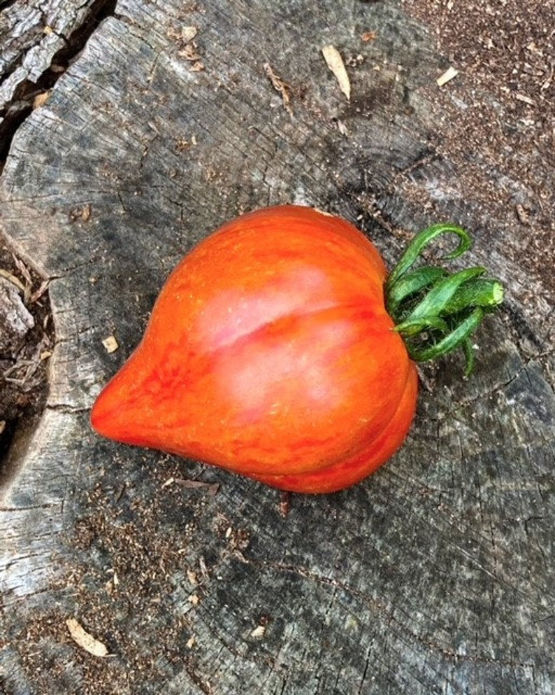 Crushed Heart Tomato Seeds Organic Heirloom Tomatoes