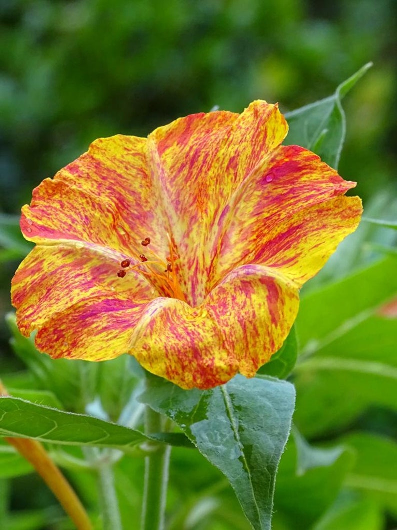 Marvel of Peru Four O' Clock Seeds | Garden Flower Broken Color Changing Transform Pink Rainbow Plant Leaf Seed 2022 Season Fast Shipping