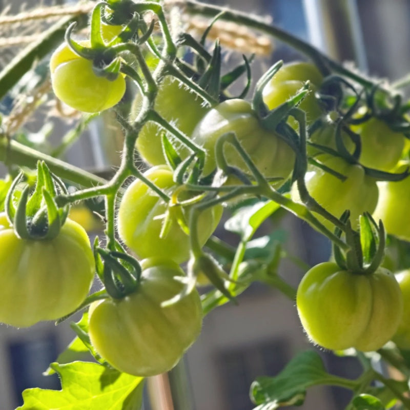 Green Apple Tomato Seeds
