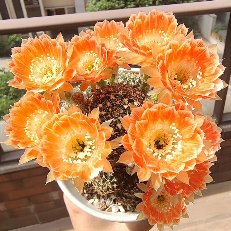 Flowering Echinopsis Cactus Species Mix🌵🌸
