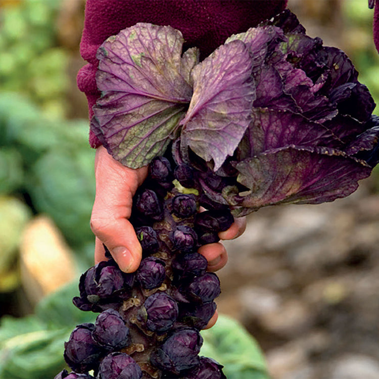 Brussels Sprouts Seeds