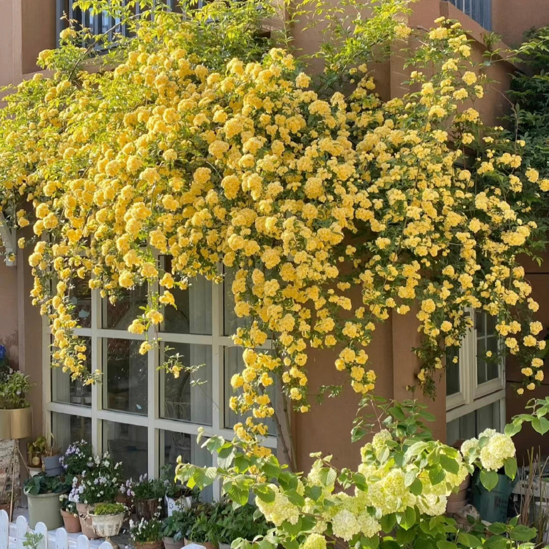 Climbing Plants Mix Seeds
