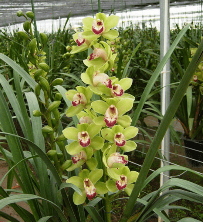 Cymbidium Orchid Seeds-Light Green