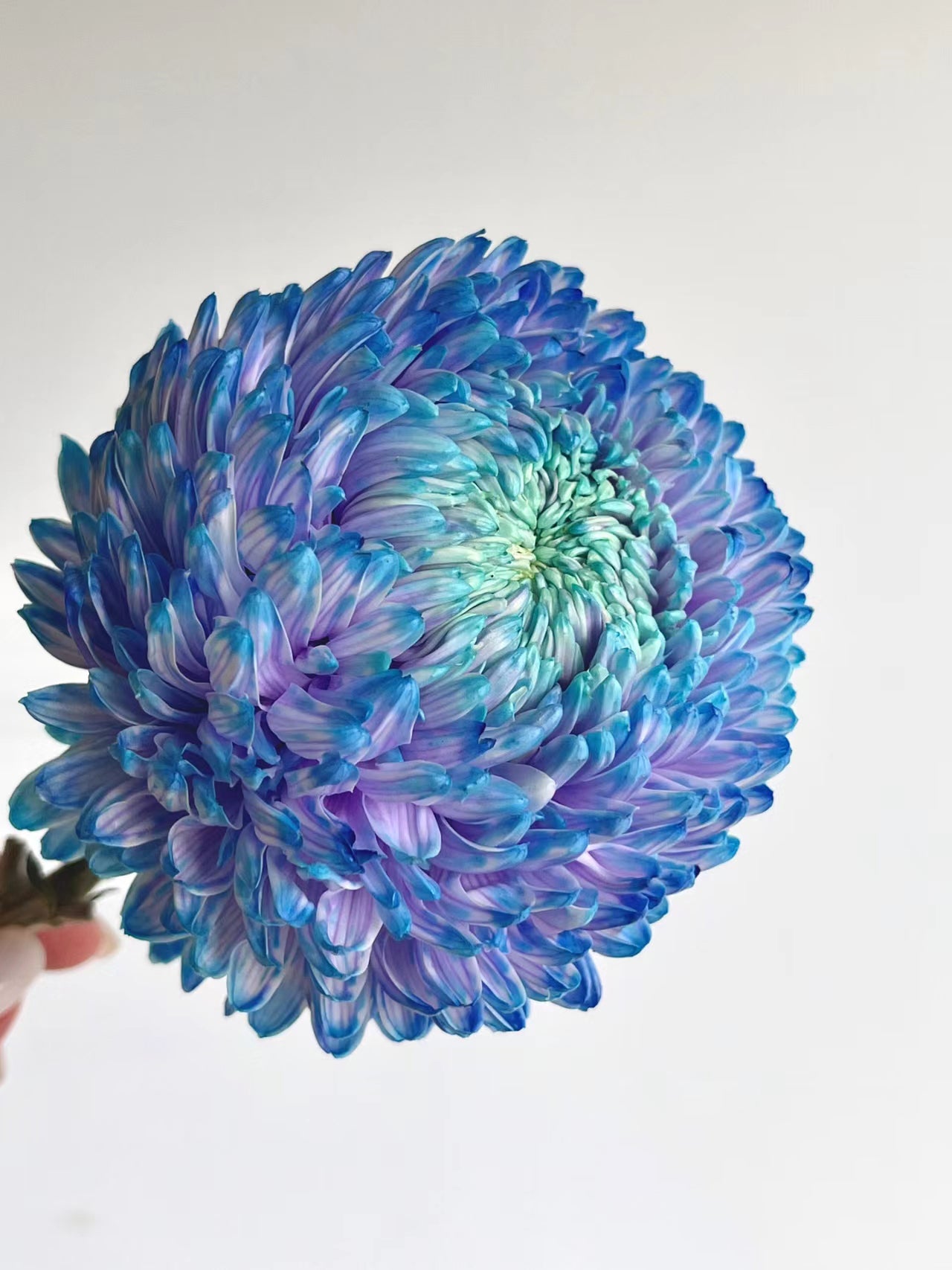 Starry Sky Peony Chrysanthemum Seeds