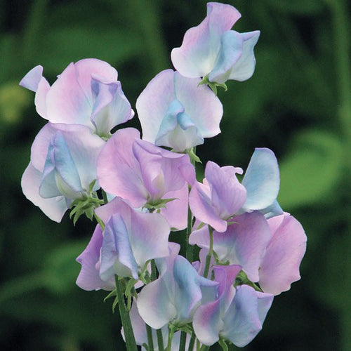 Turquoise Lagoon Sweet Pea Seeds