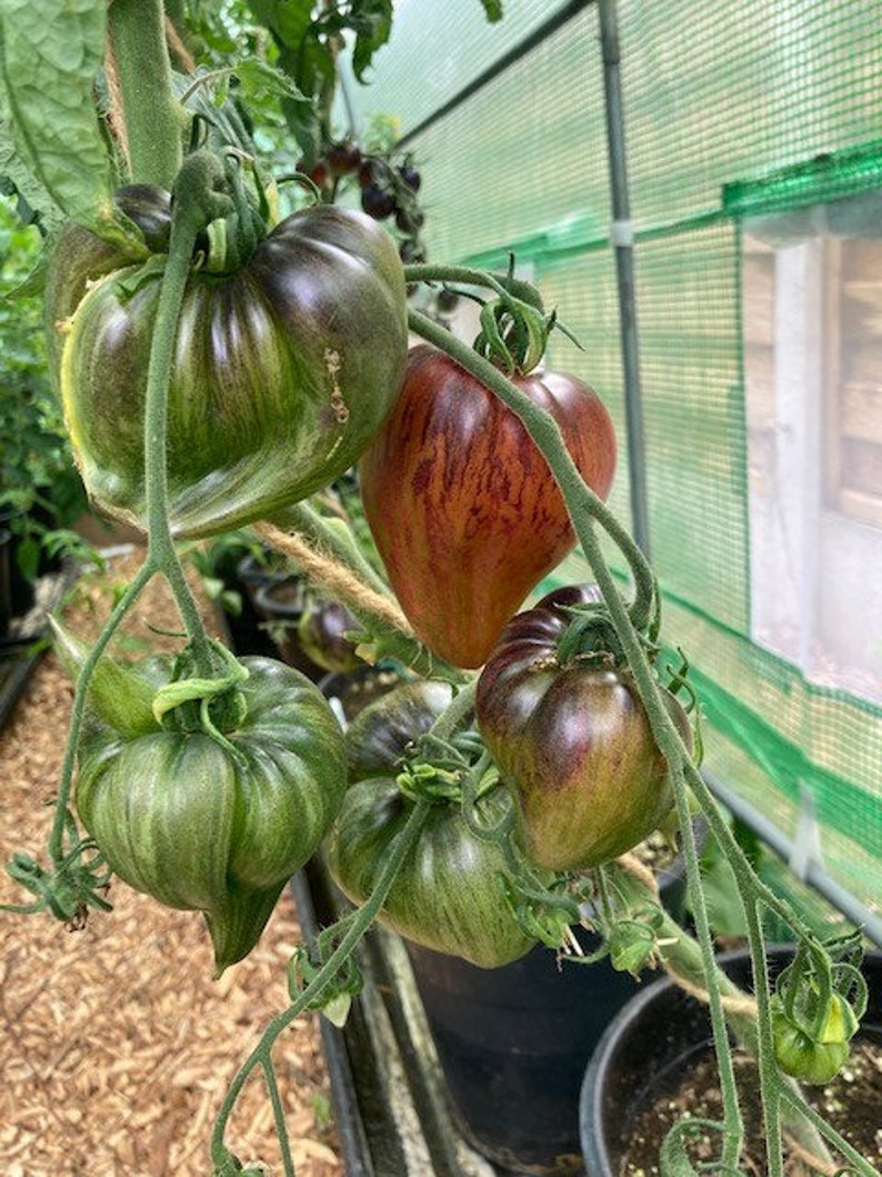 Crushed Heart Tomato Seeds Organic Heirloom Tomatoes