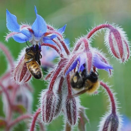 Borage Seeds
