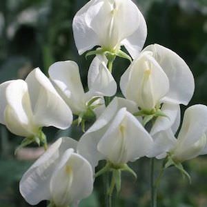 Mrs. Collier Sweet Pea Seeds