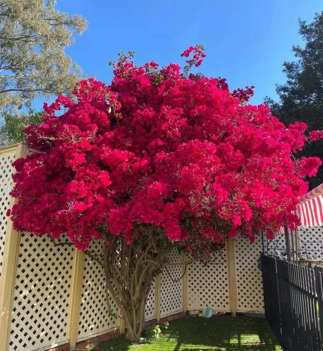 💐Bougainvillea – Easy To Grow And Beautiful