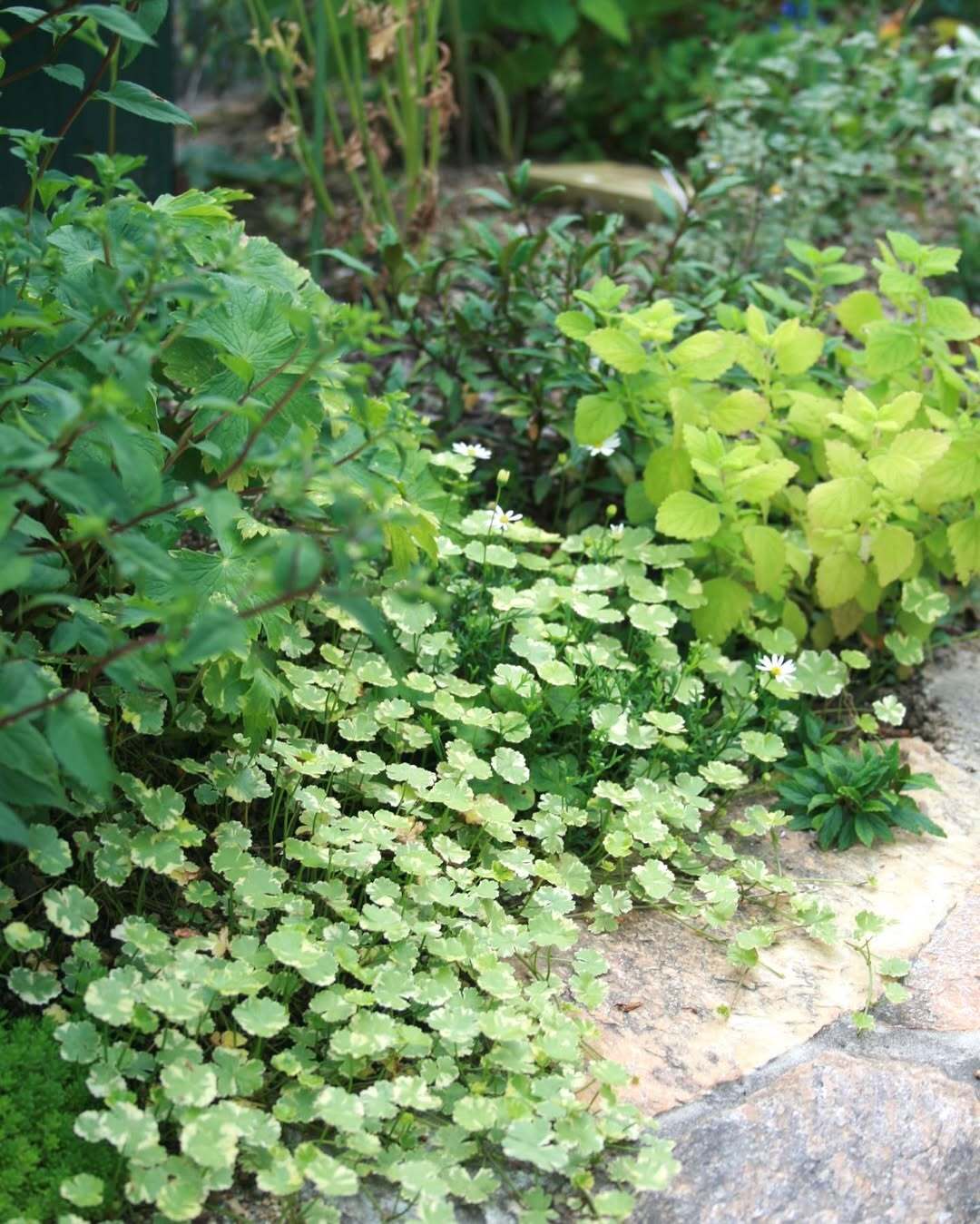 Coriander leaf 'Crystal Candy'