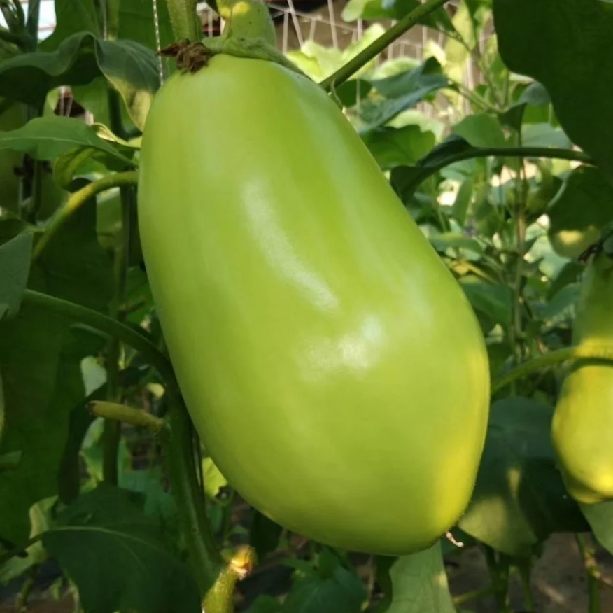 Green Eggplant Seeds