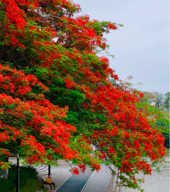 Royal Poinciana Seeds