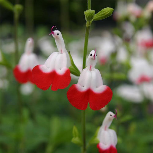 Salvia microphylla 'Hot Lips'