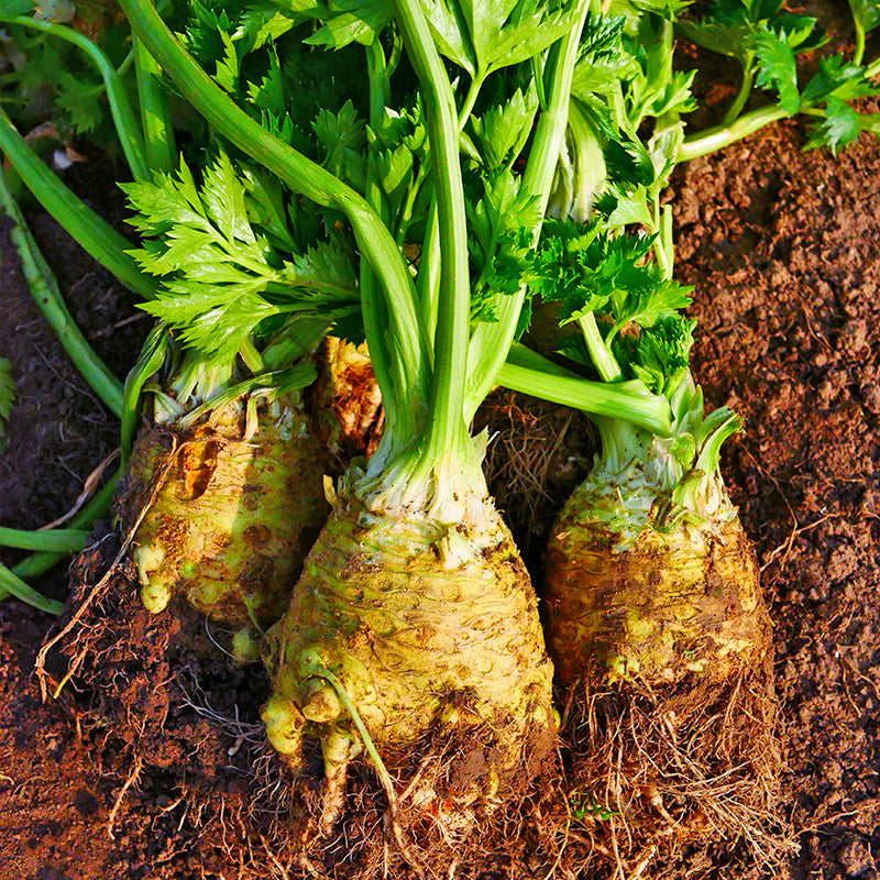 Celeriac Seeds Celery Root Seeds