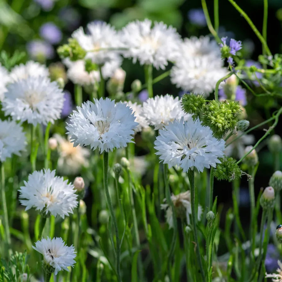 Cornflower Mixed Seeds