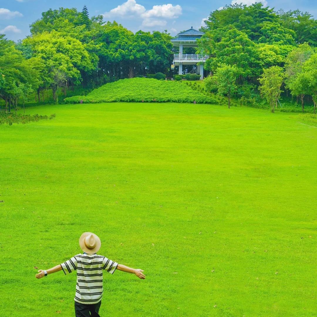 🌱High quality evergreen lawn seeds