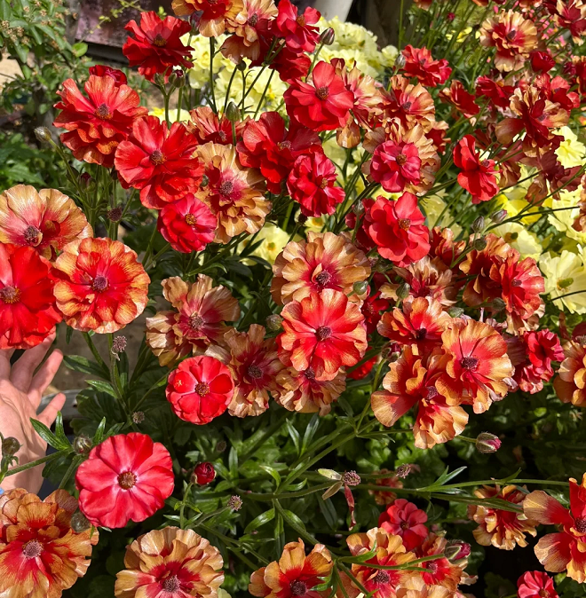 Multicolor Butterfly Ranunculus Seeds