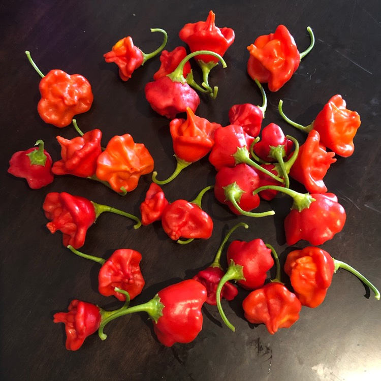 Chilli Pepper Bishops Crown Seeds (Capsicum baccatum)