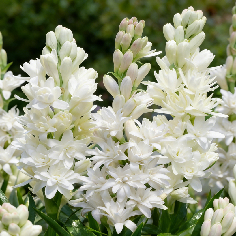 🌺Double Tuberose Bulbs-Heavenly Fragrance • Elegant Double Blooms