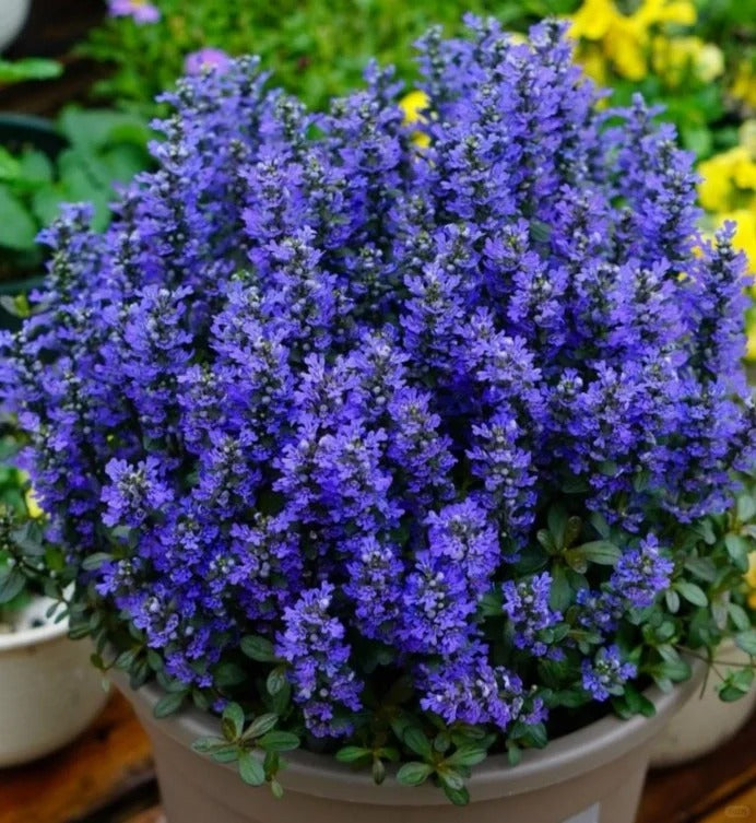 Ajuga Seeds🌈Wonderful Groundcover