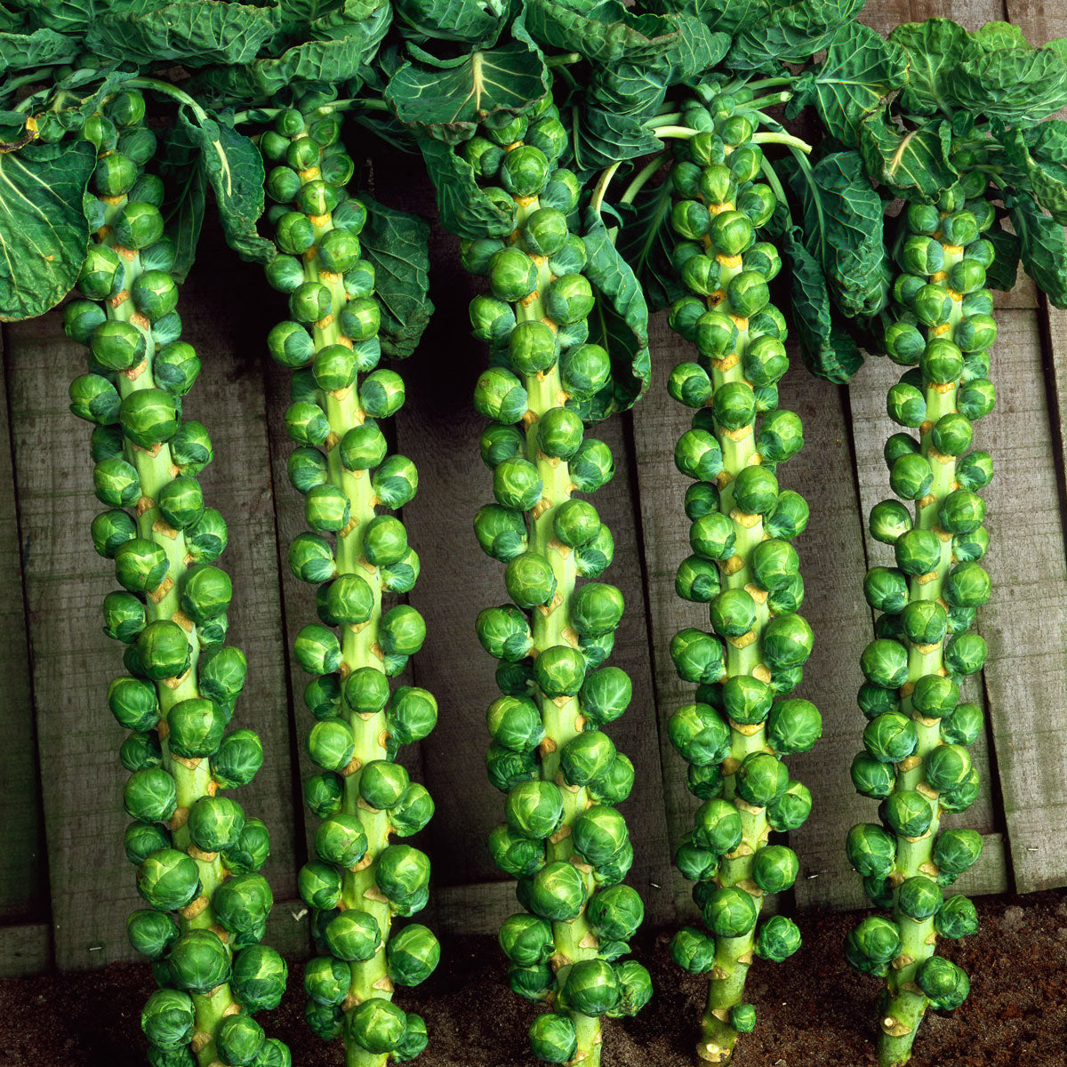 Brussels Sprouts Seeds