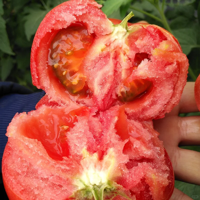 Hair Pink Tomato Seeds