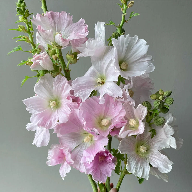 Single Flowered Hollyhock Seeds