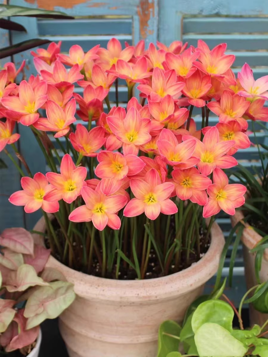 Rain Orchid Bulbs-Blooms once the next rain falls