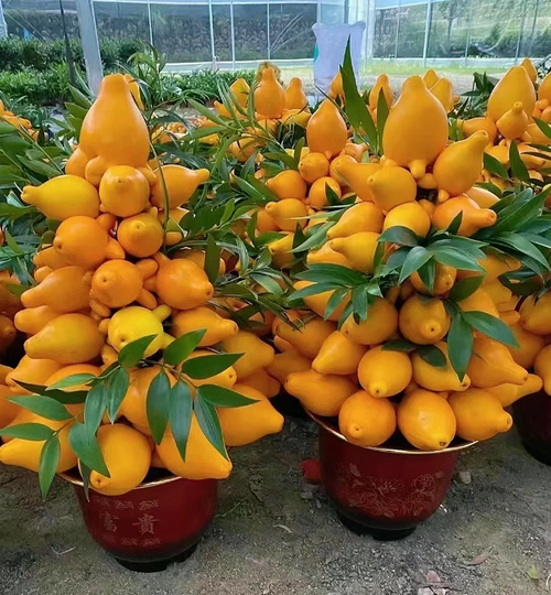 Golden Fruit Seeds 💛Five Generations Of Fruits💛