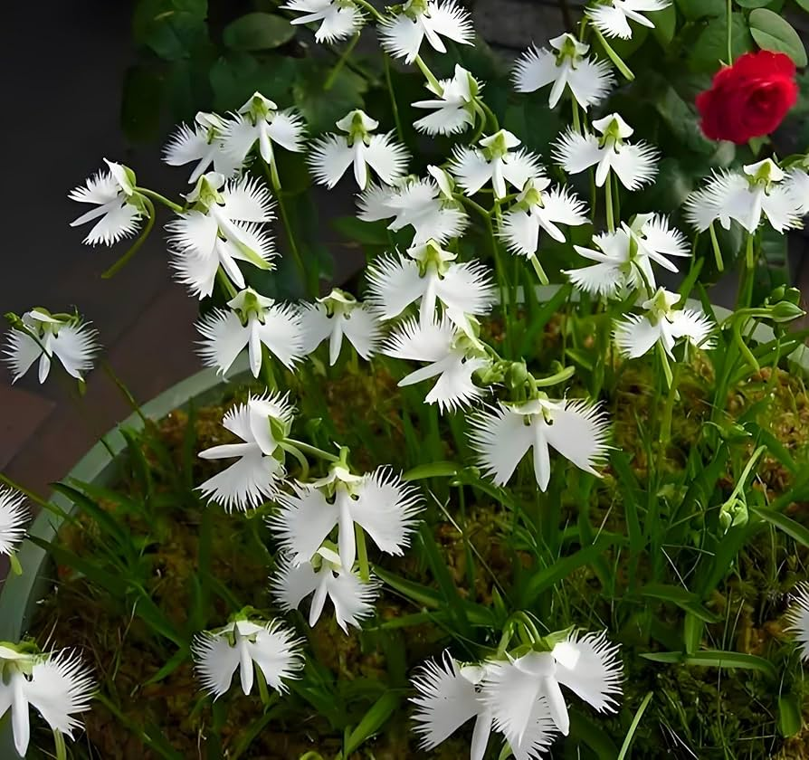 📧 Egret Orchid Seeds-Rarity / Elegance / Good Luck