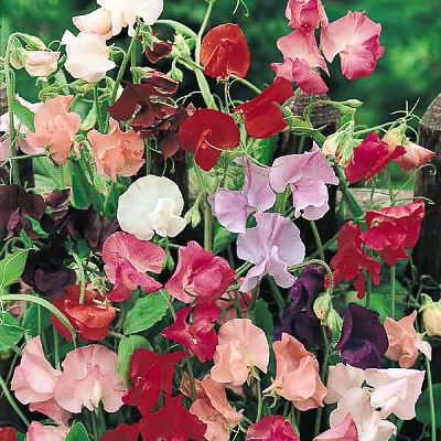 Mammoth Mix Sweet Pea Seeds