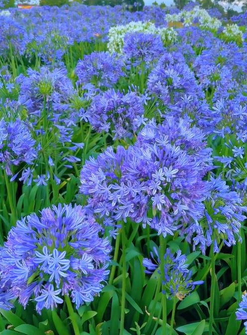Agapanthus africanus ‘Blue’