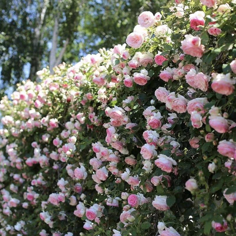 Spring Promotion 49% OFF - 🌱Climbing Rose Seeds