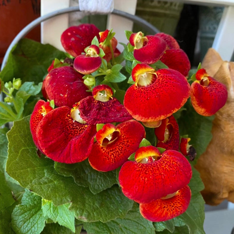Calceolaria Crenatiflora Seeds
