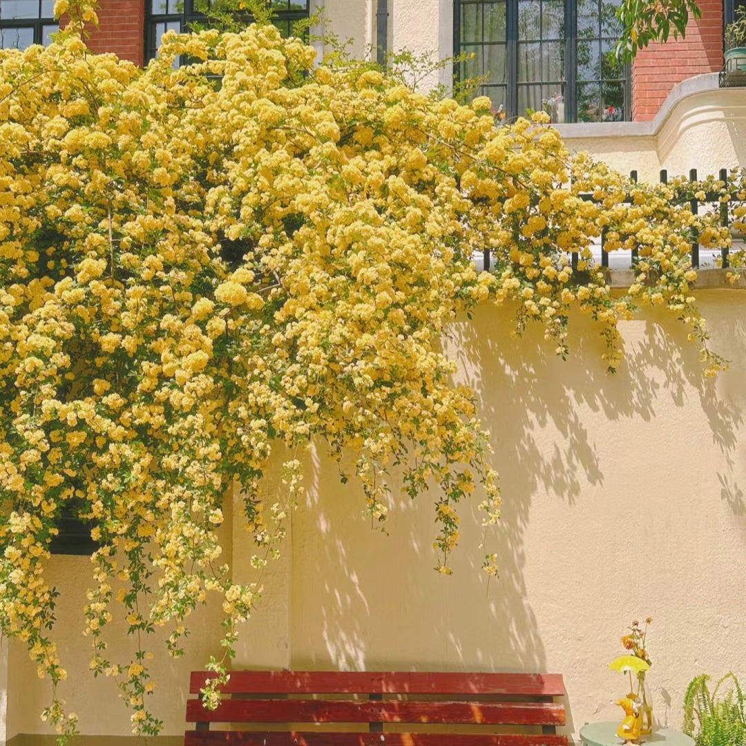 Climbing Plants Mix Seeds