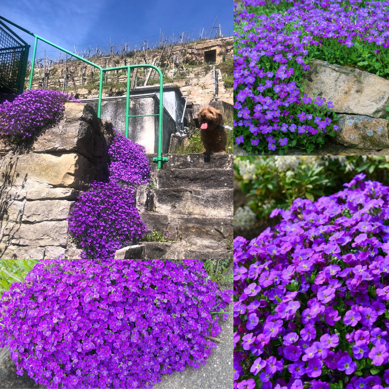 Roundabout Phlox Seeds