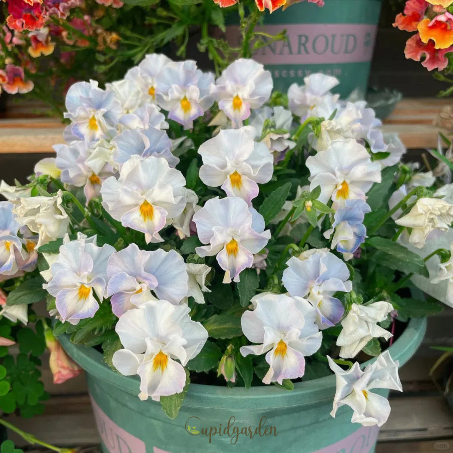 ๐ Pansy Winter Elf Series - I Miss You Endlessly