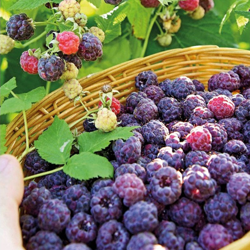 Giant Raspberry Seeds -92% Germinationš±