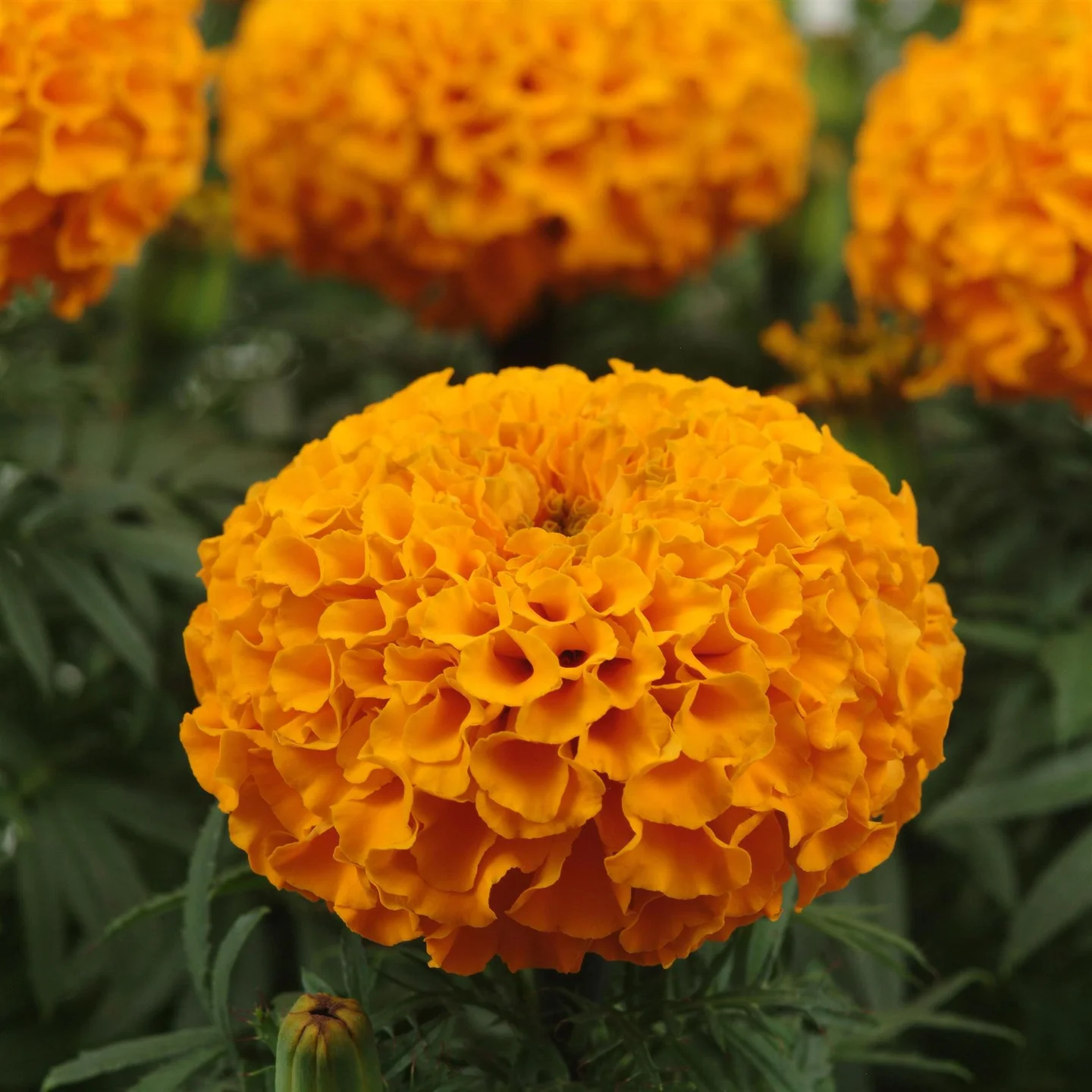 🌸Colorful Marigold Seeds