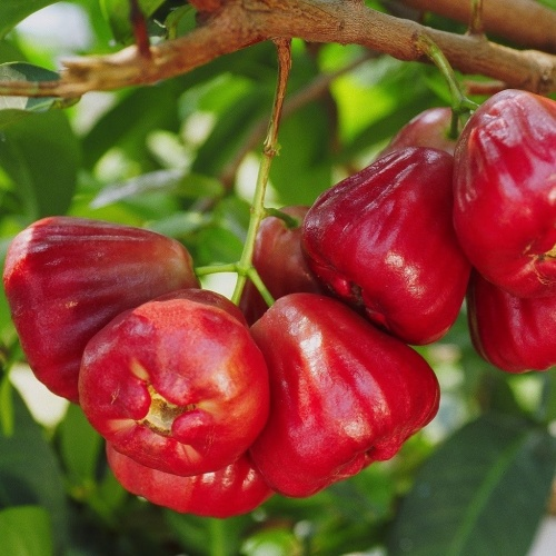 Wax-apple Fruit Seeds🍹