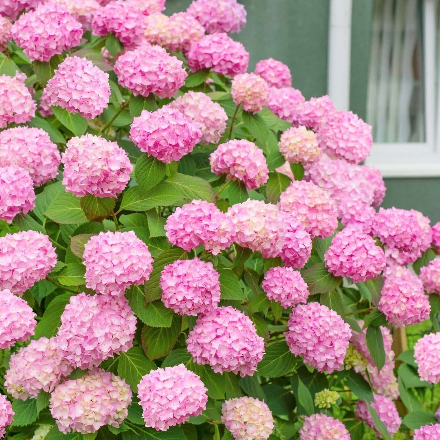 🌸Hydrangea – The Timeless Beauty of Every Garden ✨