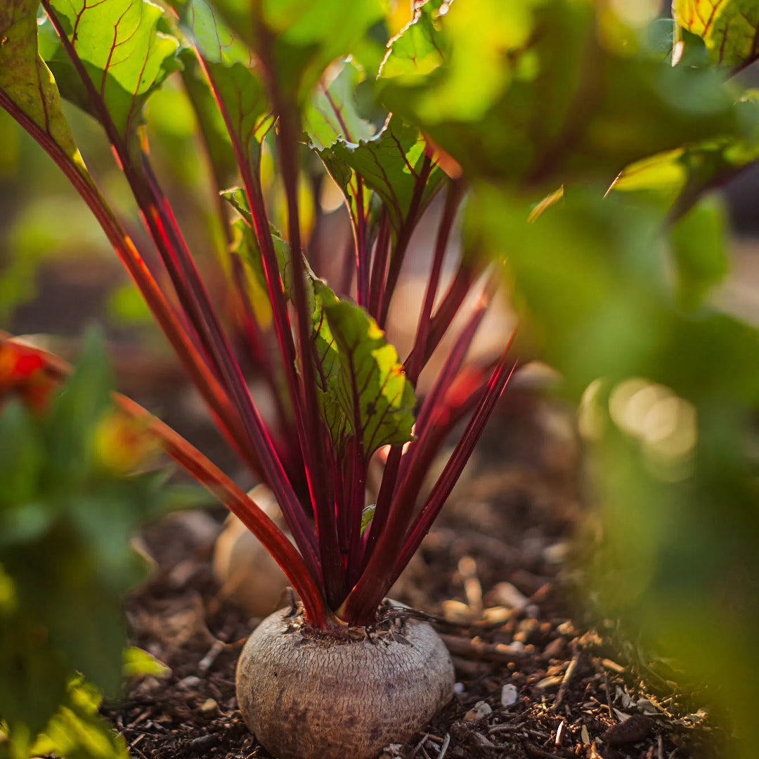 💞Beetroot Seeds